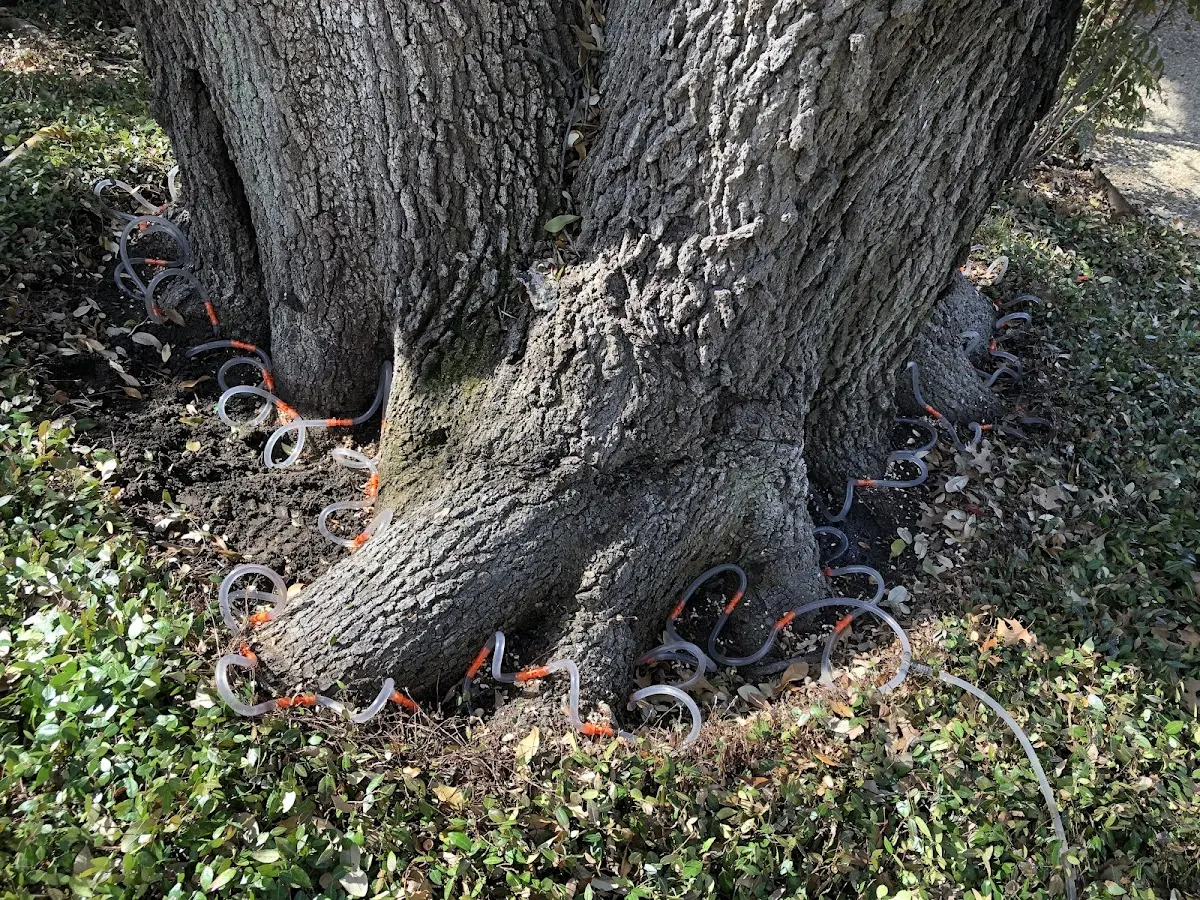 Detailed Tree Cabling and Bracing job site in Lewisport