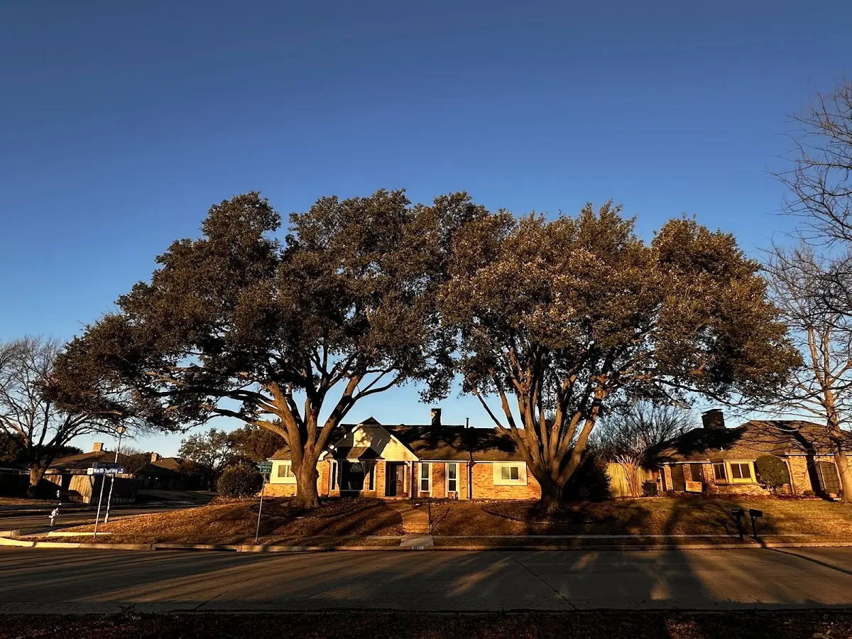 Established residential canopy tree shading a home in Lewisport